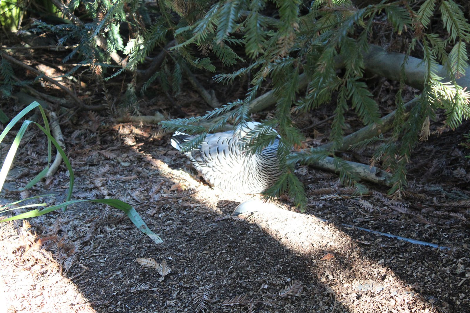 San Diego Zoo Part II 073